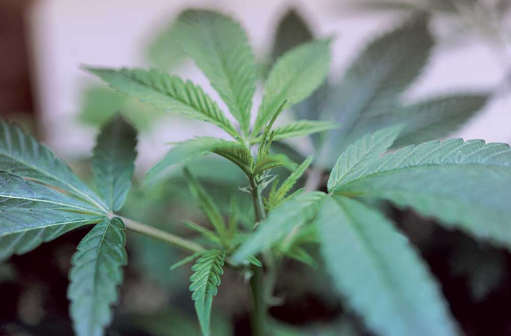 The Cannabusiness Kings
